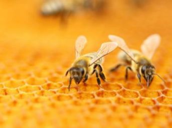 HONEY FARMERS