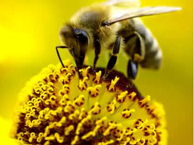 Bee Products