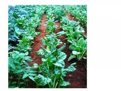 Vegetables Products
